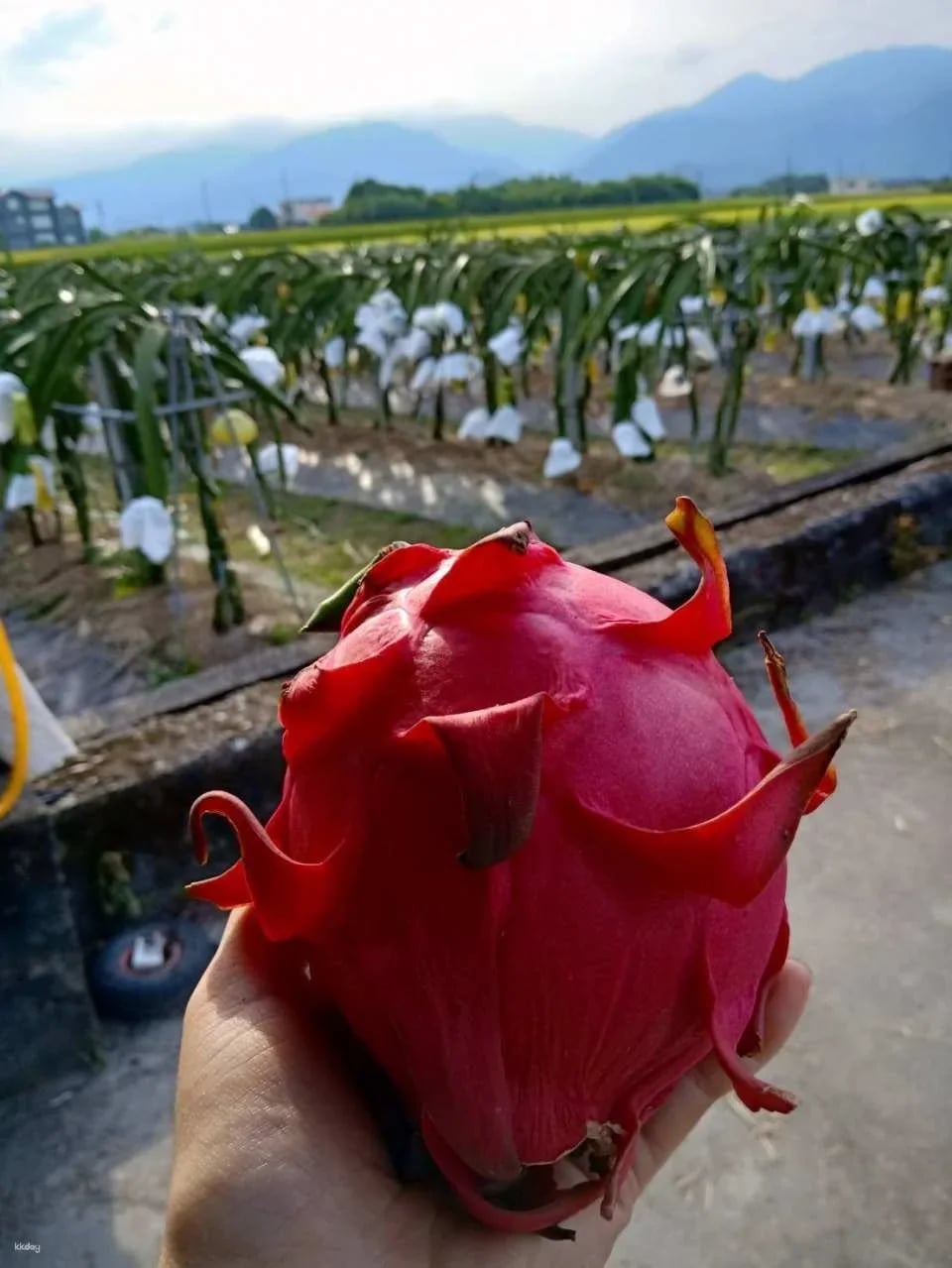 Yilan | Scallion Baby Experience Farm | Sanshing scallion Picking and Hands-on Experience