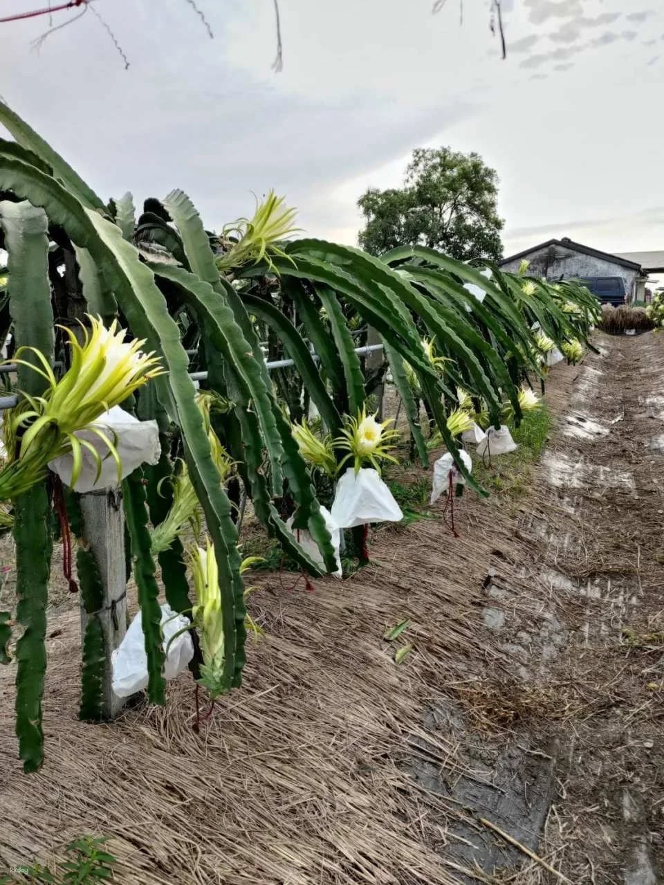 Yilan | Scallion Baby Experience Farm | Sanshing scallion Picking and Hands-on Experience