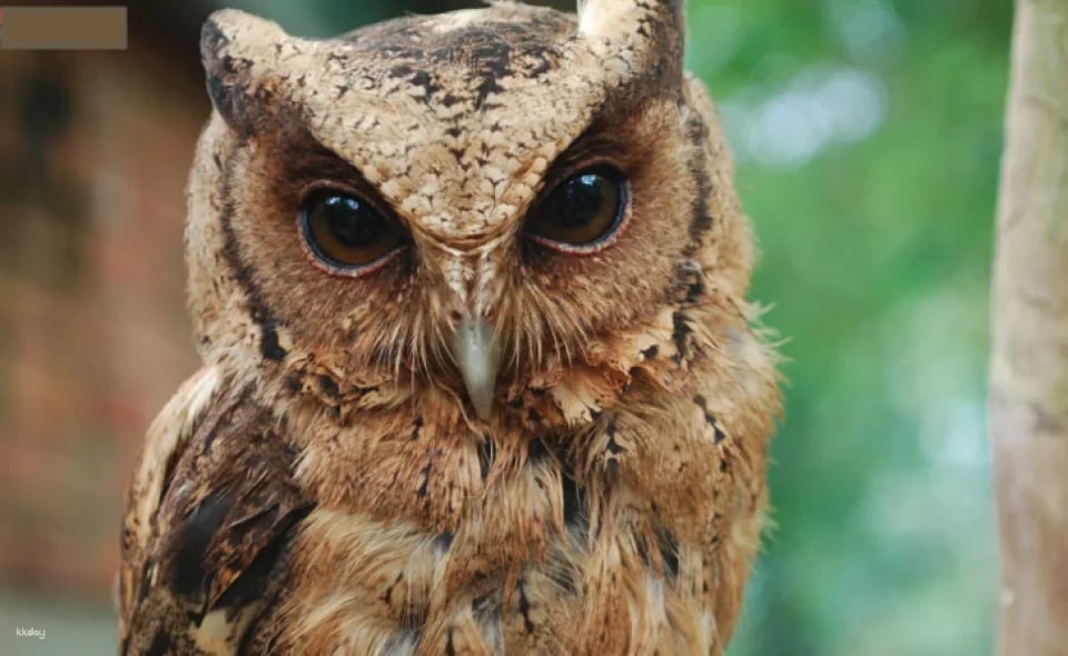 Penang Bird Park Ticket | Malaysia (123702)