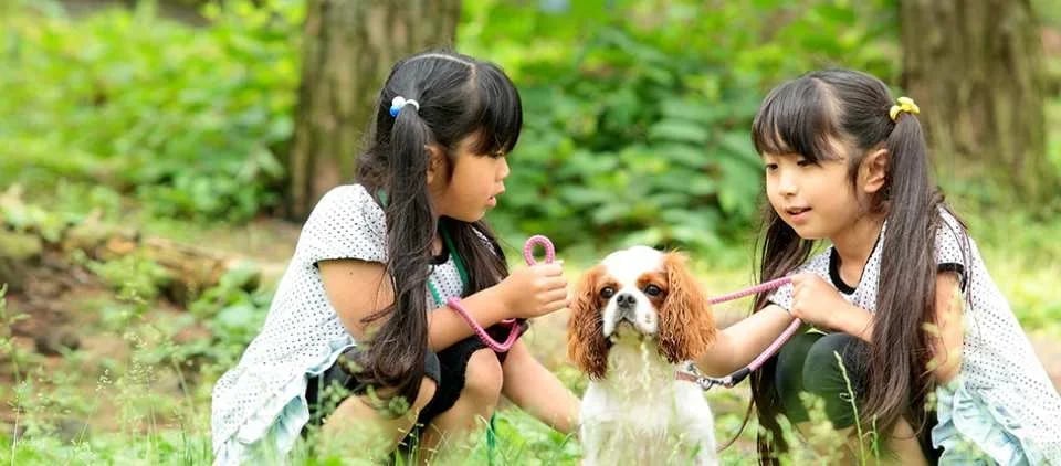 [Official Sales] Fuji Subaru Land One-Day Pass (Fujikawaguchiko Town, Yamanashi Prefecture, Theme Park)