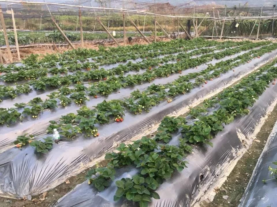 Nantou｜Yongchun Farm x Strawberry Tour｜Nongyou Supermarket