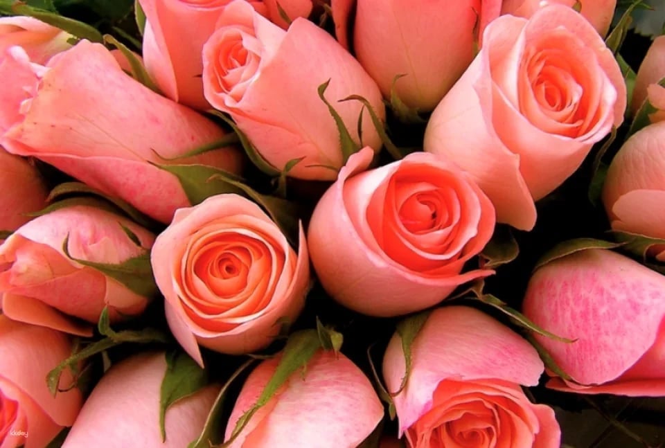 Cebu Flower Delivery Gift Service (Anniversary Bouquet/Cake/Wine)