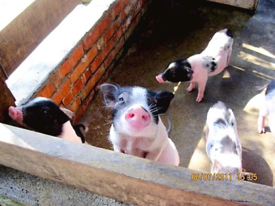 Yilan｜Yinong Ranch x One-day trip to popular attractions for parents and children (animal feeding experience)｜Agricultural Travel Supermarket