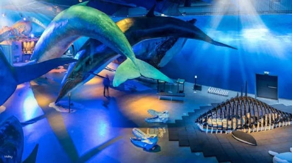 Whales of Iceland admission with audio guide and tour (2)