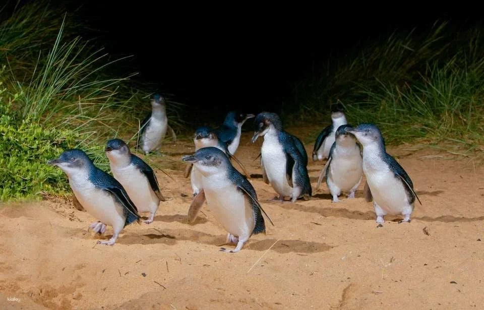 Phillip Island Nature Parks Penguin Parade Tickets | Melbourne (18604)