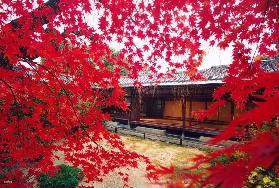 Kyoto, Japan|Visit "Myoshinji Pagoda Taizoin" and enjoy lunch at Hanagokoro (花ごころ) Japanese restaurant