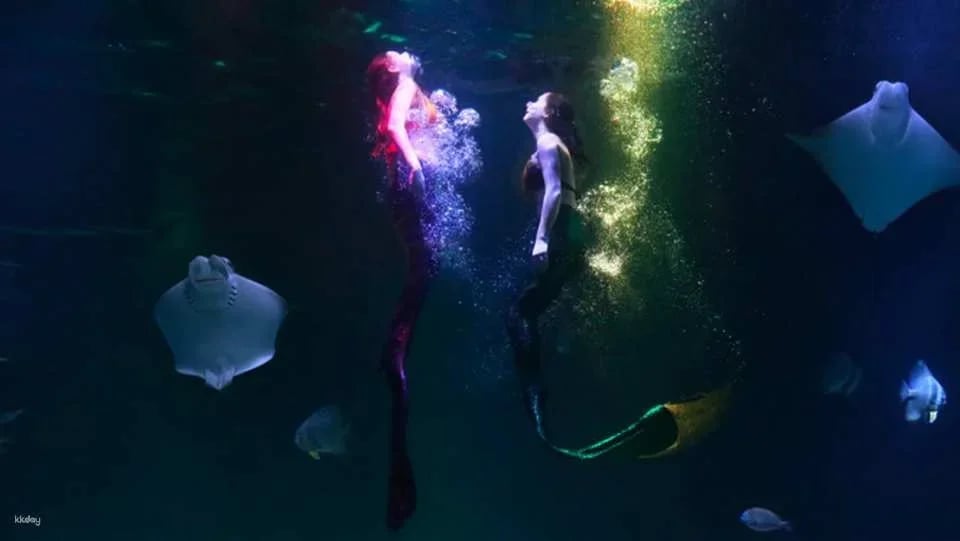 Alive Aquarium Daegu Ticket