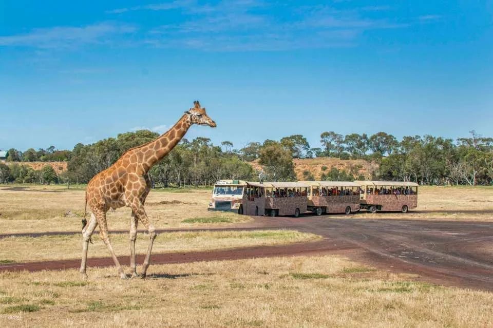 [Eco Tour] Melbourne Werribee Open Range Zoo Ticket | Victoria (23326)