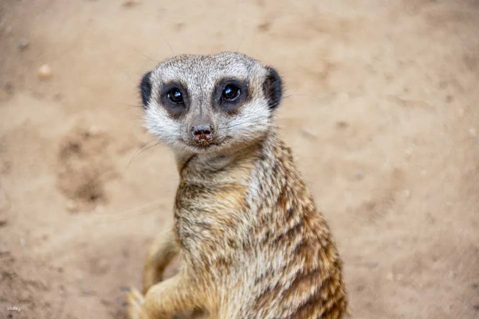 [Eco Tour] Melbourne Werribee Open Range Zoo Ticket | Victoria