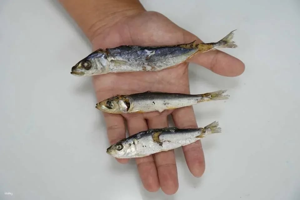Dried fish experience in Penghu｜Penghu is available every year