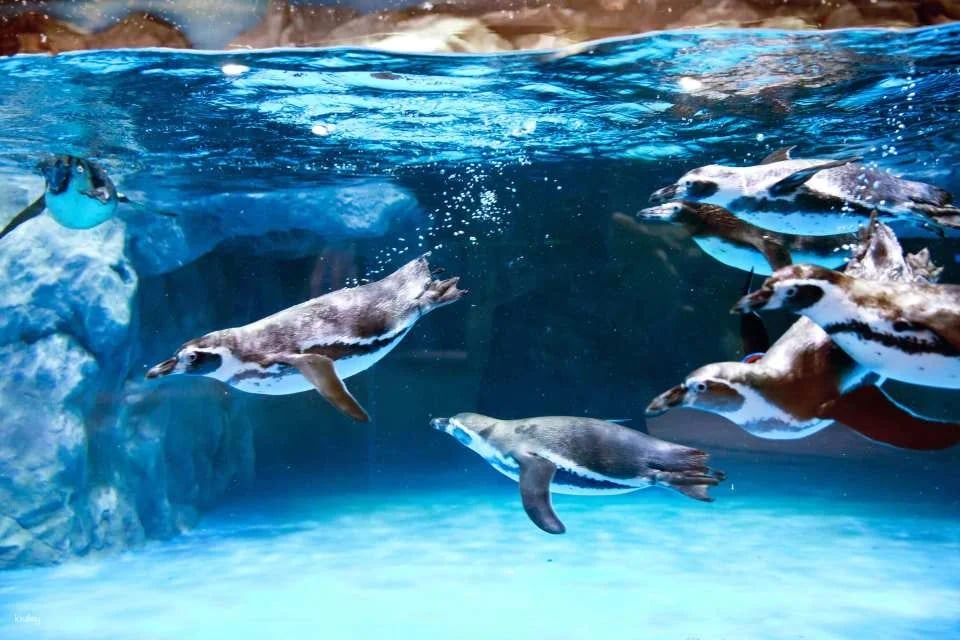 Lotte World Aquarium Ticket