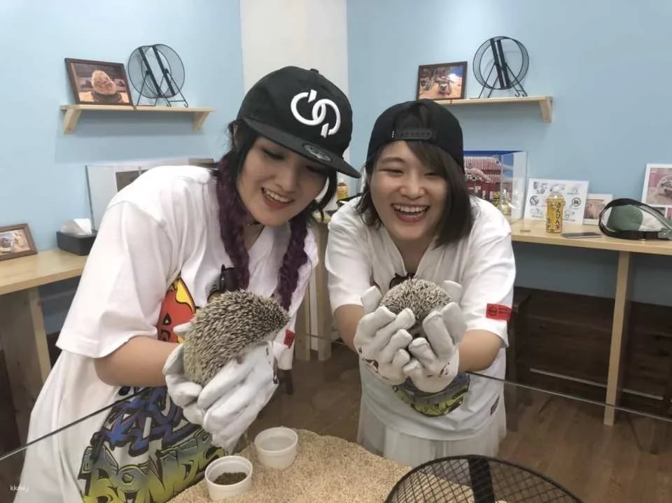 Tokyo | 1-hour Hedgehog Cafe Experience | ChikuChikuCAFE - Hedgehog Home & Cafe in Shibuya
