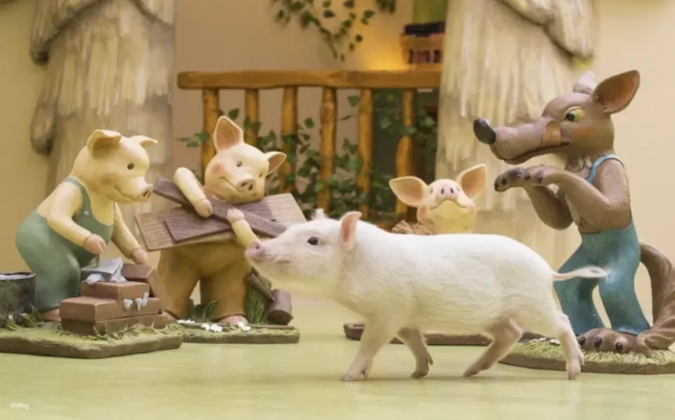 [Multiple Locations in Japan | Tokyo, Osaka, Fukuoka, Sapporo] Mipig Pig Cafe Experience Reservation | Popular Healing Animal Interaction