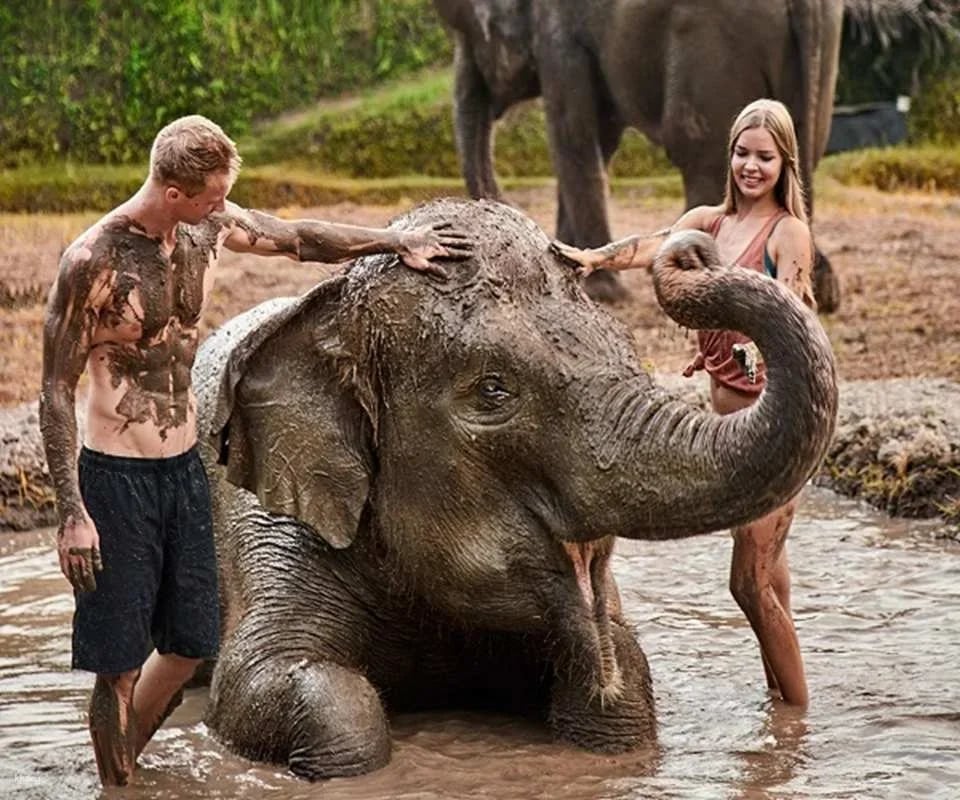 Bali Elephant Mud Fun Experience | Elephant Bathing & Interaction Tour | Departure from Bali (575340)