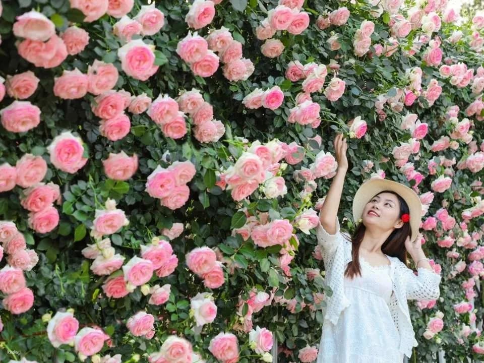 Chengdu, China | Manhua Manor (Four Seasons Flower Sea) Admission Ticket (Near Panda Base)