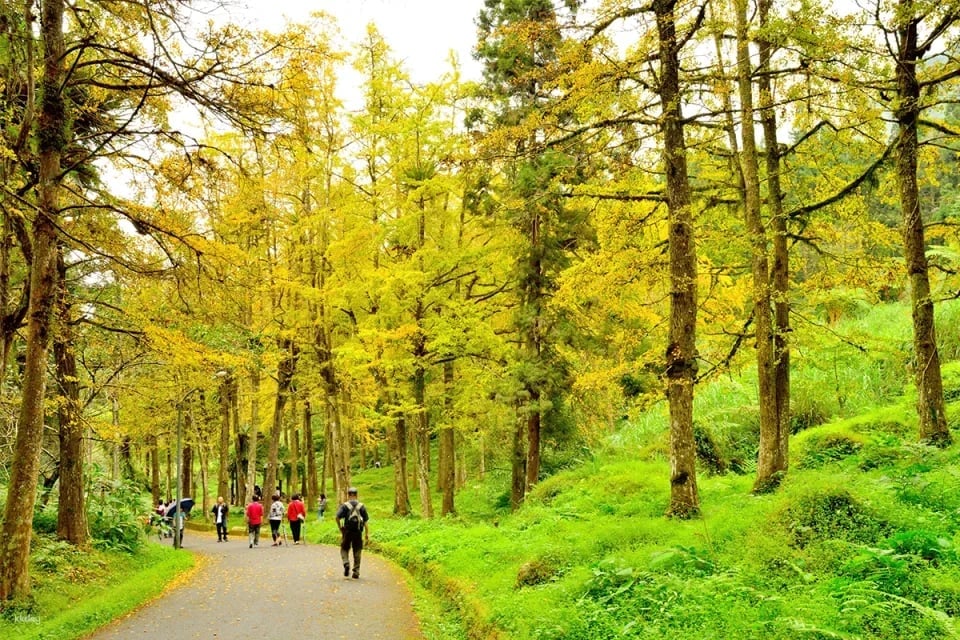 Nantou Bamboo and Deer Tour Package