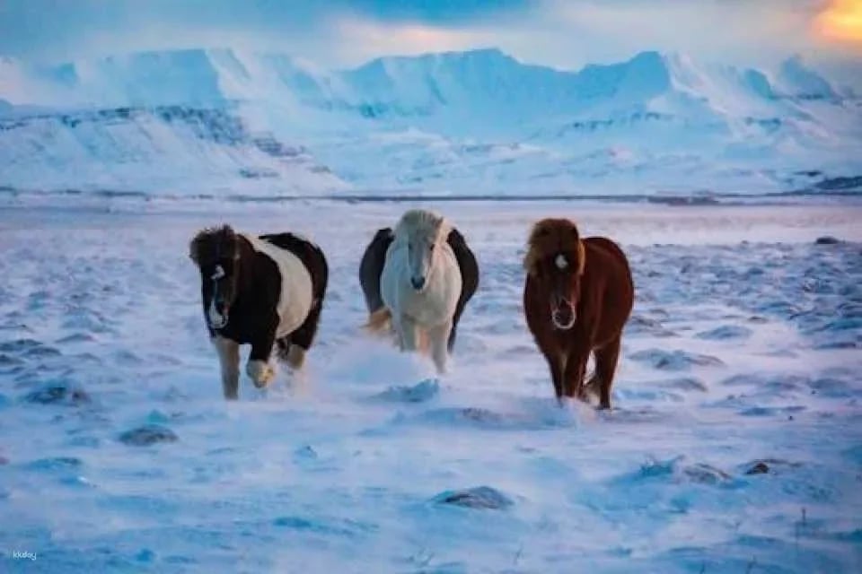 Musement Icelandic horse tour