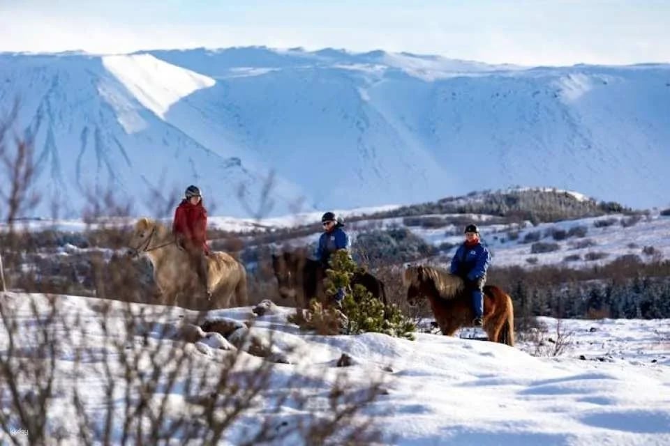 Musement Icelandic horse tour
