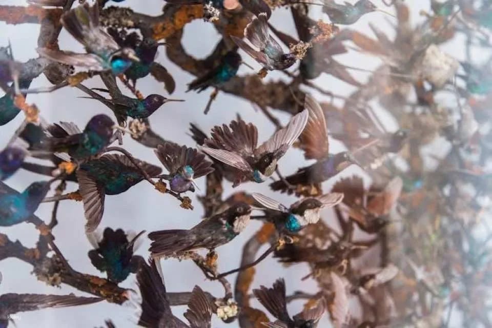 London Natural History Museum Ticket and In-App Audio Tour in French