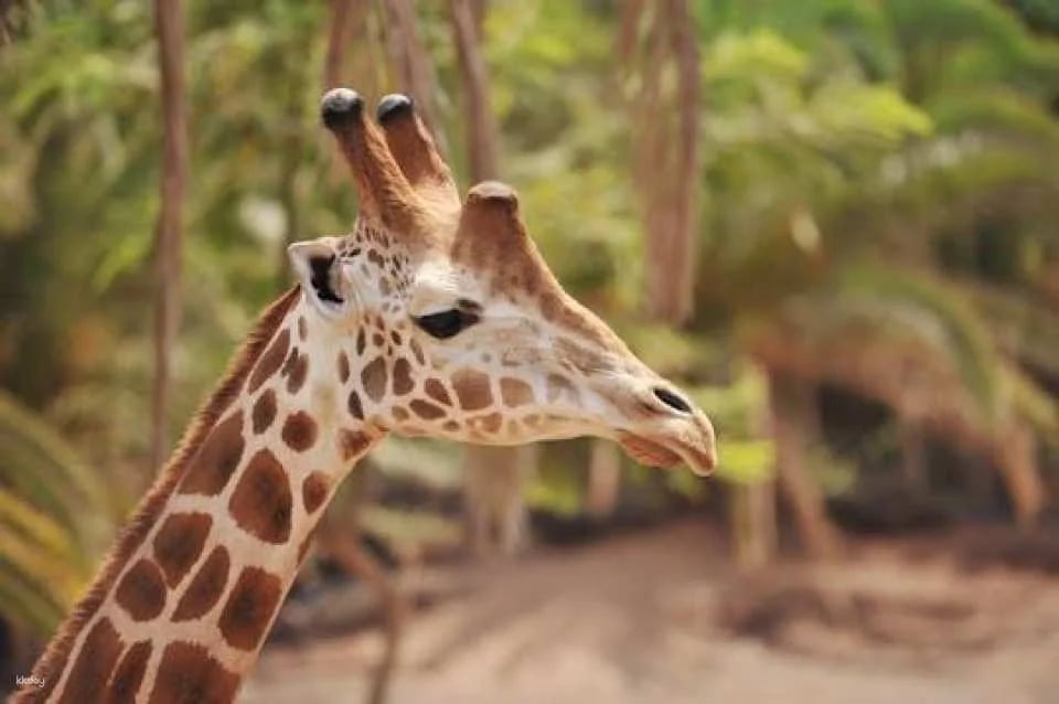 Oasis Wildlife Fuerteventura tour (601005)