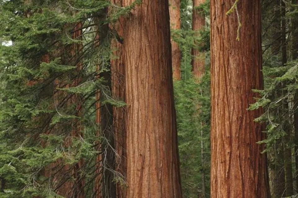 San Francisco city tour and Muir Woods combo