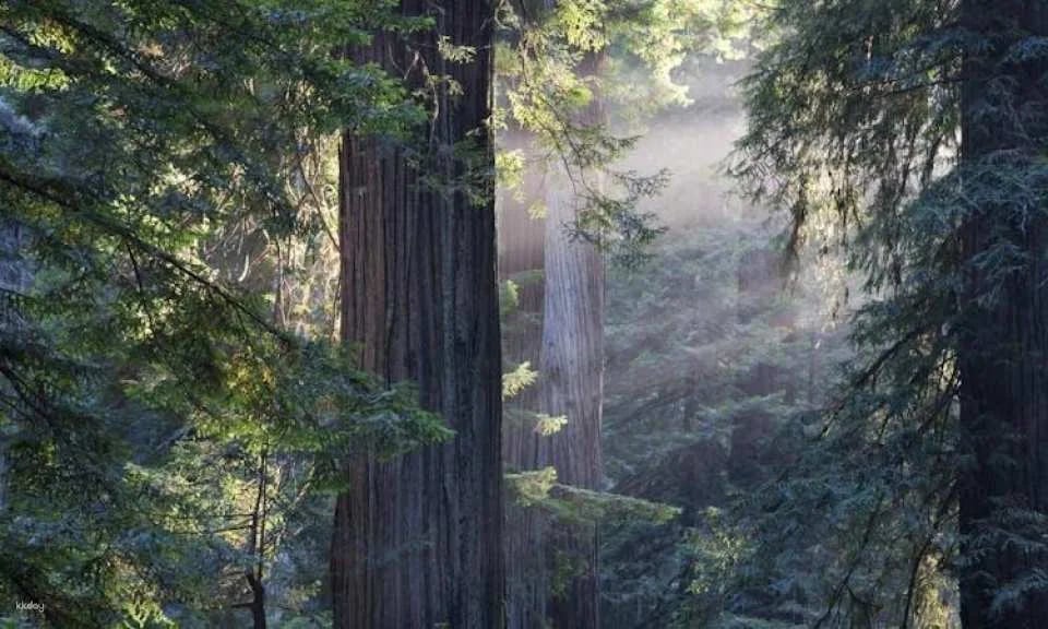 San Francisco city tour and Muir Woods combo