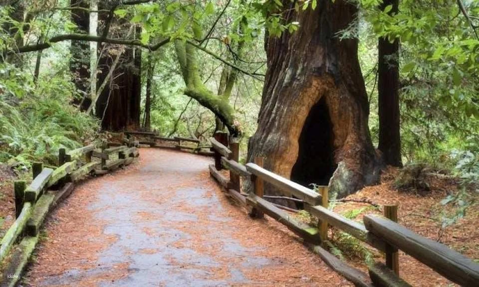 San Francisco city tour and Muir Woods combo