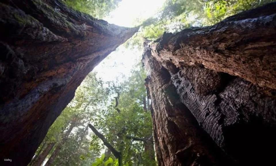 San Francisco city tour and Muir Woods combo
