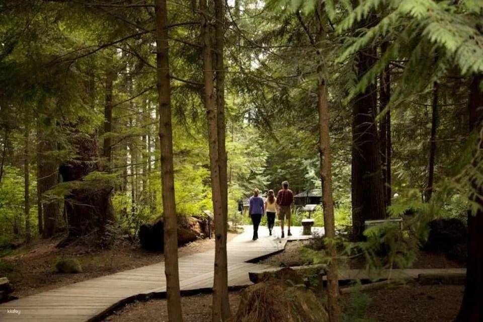 Vancouver City and Capilano Suspension Bridge tour