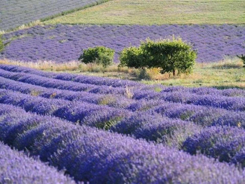 Retro side-car lavender fields & wine tour from Aix-en-Provence