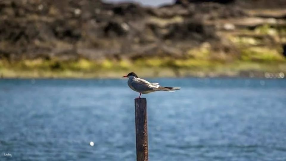 3-hour tour of Vila Franca do Campo's protected nature reserve
