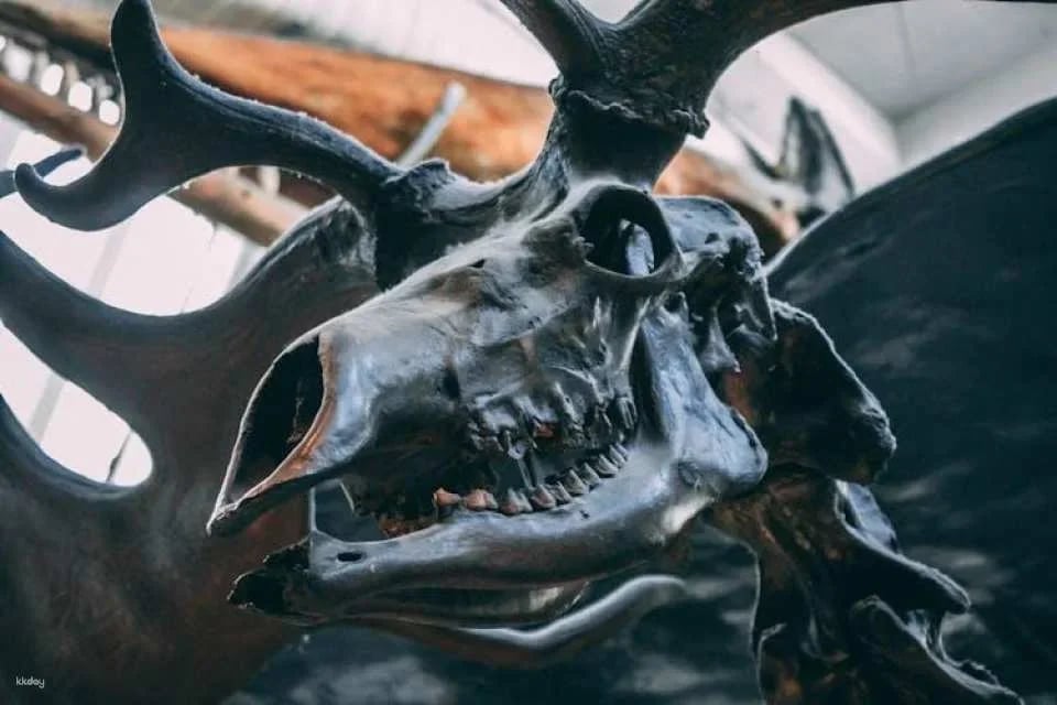London Natural History Museum With Russian In-App Audio Tour