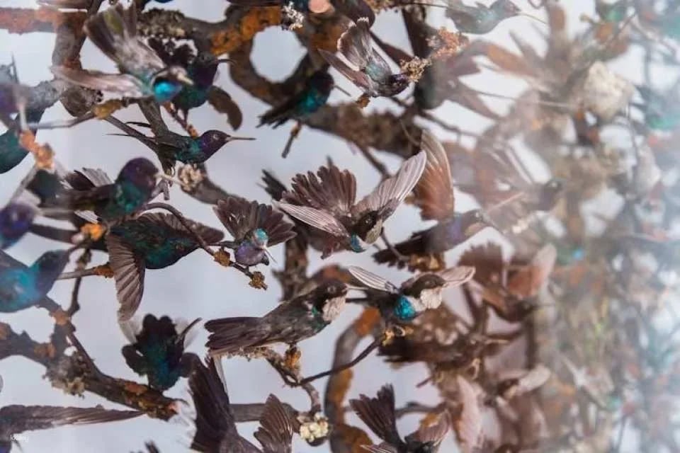 London Natural History Museum Ticket and In-App Audio Tour in Italian