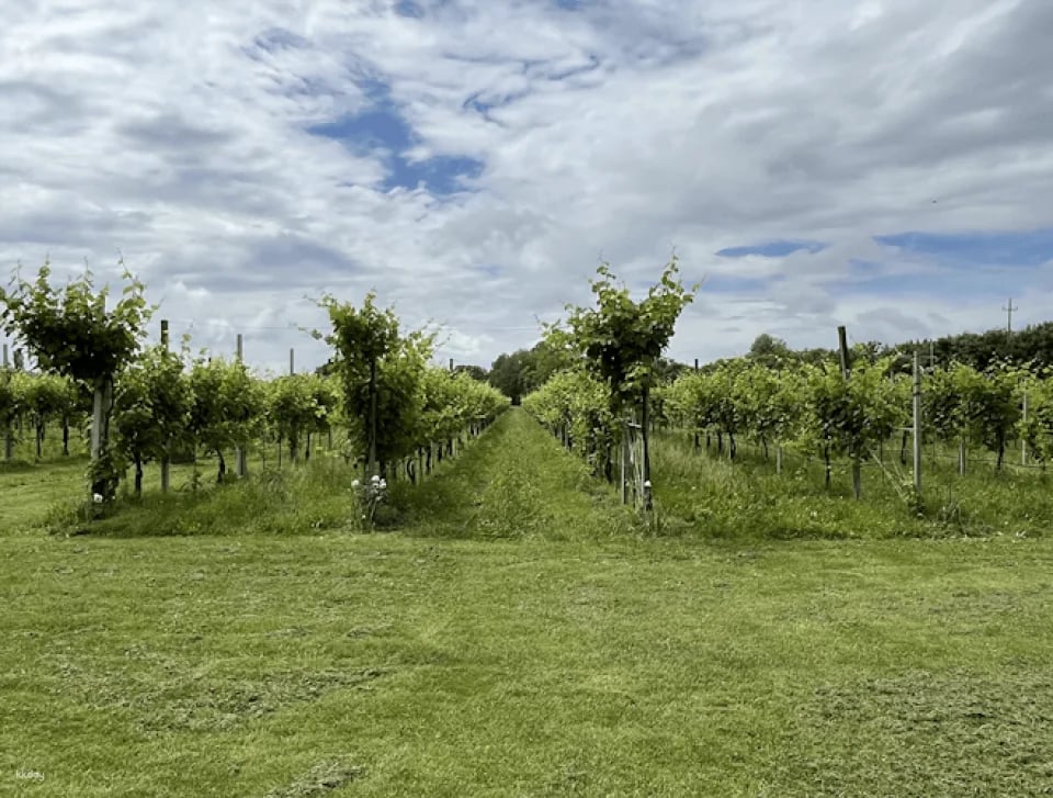 Wine Tasting Tour in Prosecco Hills in Veneto