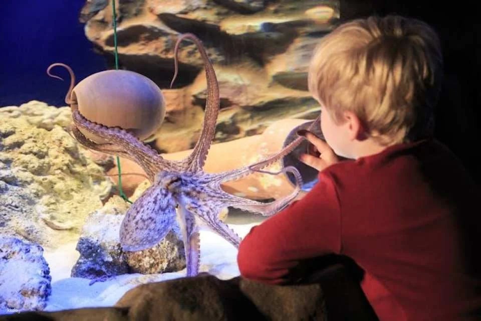 Entrance tickets to discover Hannover Sea Life Aquarium