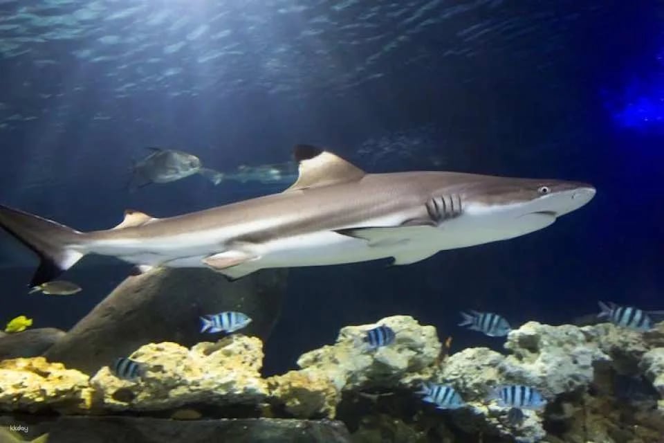 Entrance tickets to discover Hannover Sea Life Aquarium