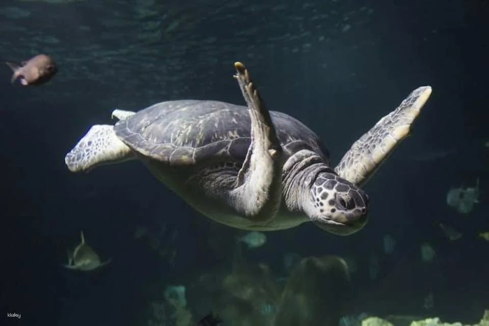 Entrance tickets to discover Speyer Sea Life aquarium