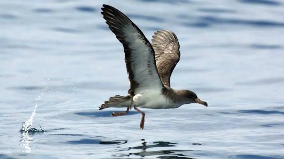 3-hour marine birdwatching expedition from Vila Franca do Campo