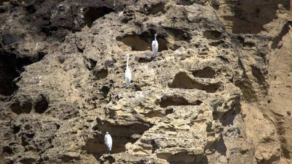 3-hour marine birdwatching expedition from Vila Franca do Campo
