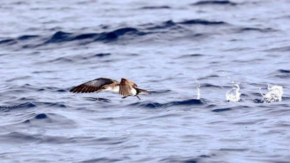 3-hour marine birdwatching expedition from Vila Franca do Campo