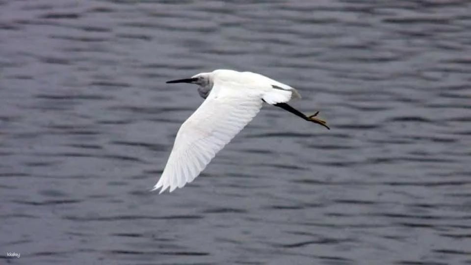3-hour marine birdwatching expedition from Vila Franca do Campo