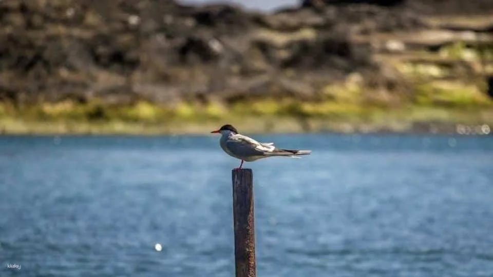 3-hour marine birdwatching expedition from Vila Franca do Campo
