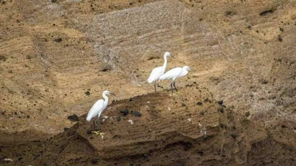 3-hour marine birdwatching expedition from Vila Franca do Campo