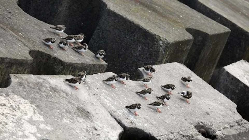 3-hour marine birdwatching expedition from Vila Franca do Campo
