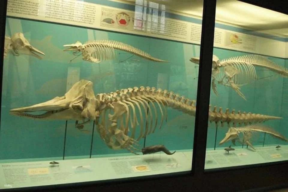 Milan Natural History Museum entry ticket with audio guide