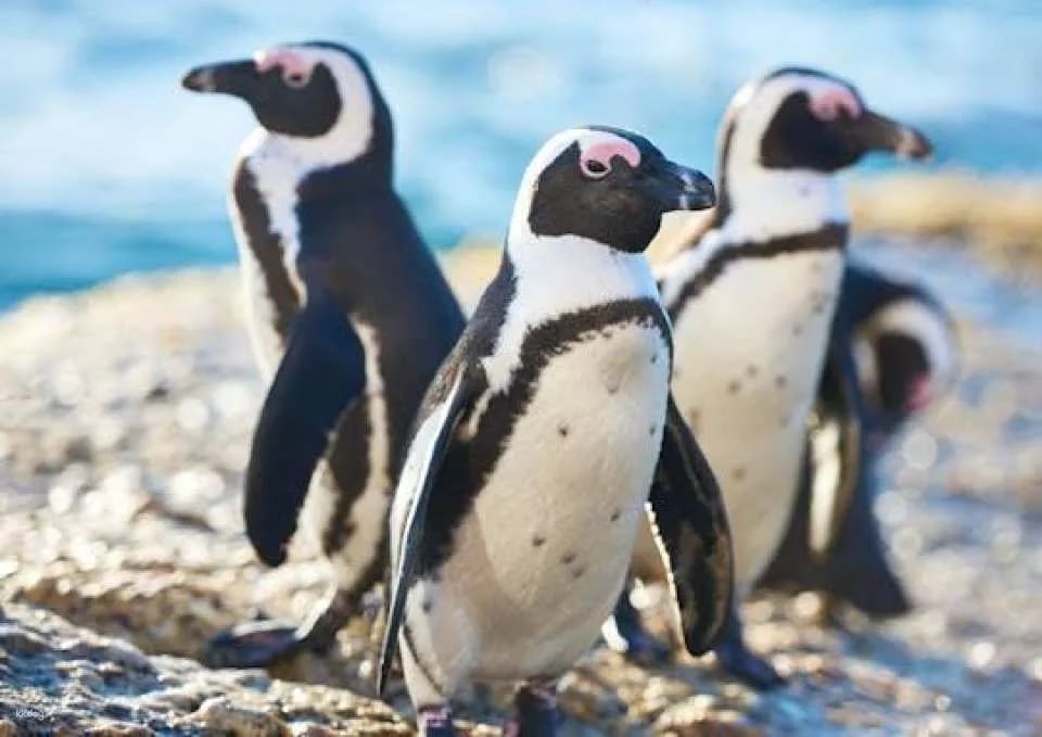 Cattolica Aquarium tickets with lunch (603906)