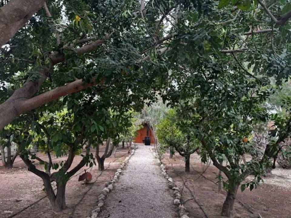 Wine tasting and tapas guided tour from Alicante
