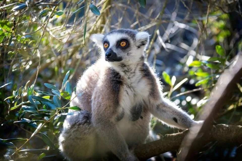 Lloc de Menorca Animal Park Ticket
