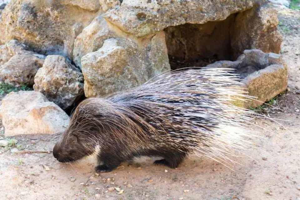 Lloc de Menorca Animal Park Ticket