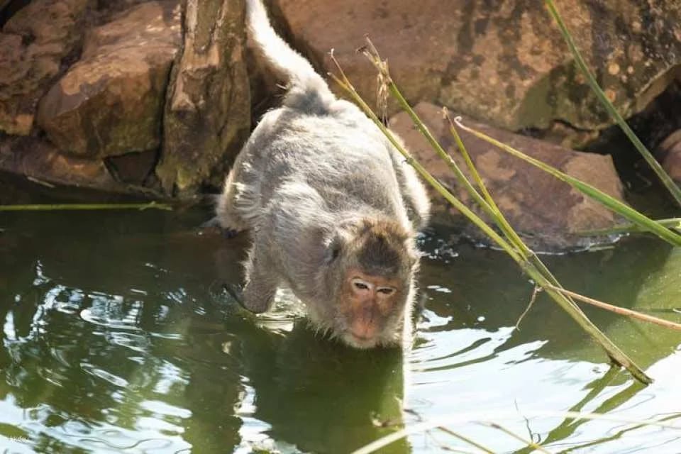 Lloc de Menorca Animal Park Ticket